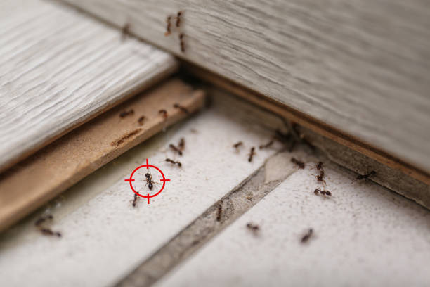 Best Spider Control Near Me  in Hope, IN