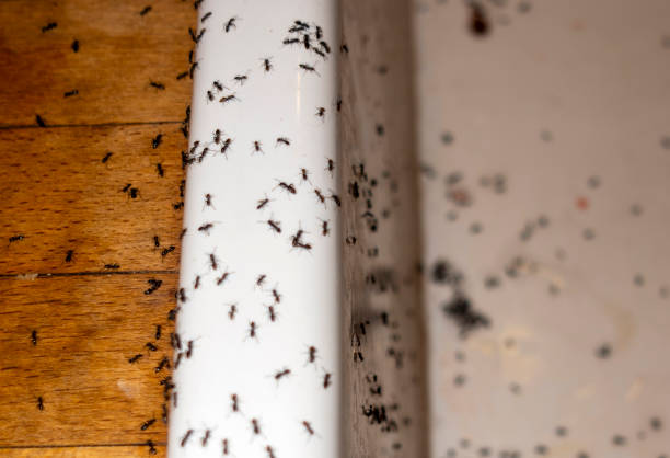 Best Mosquito Control Services  in Hope, IN