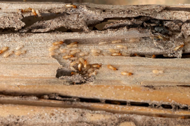 Trusted Hope, IN Pest Control Experts
